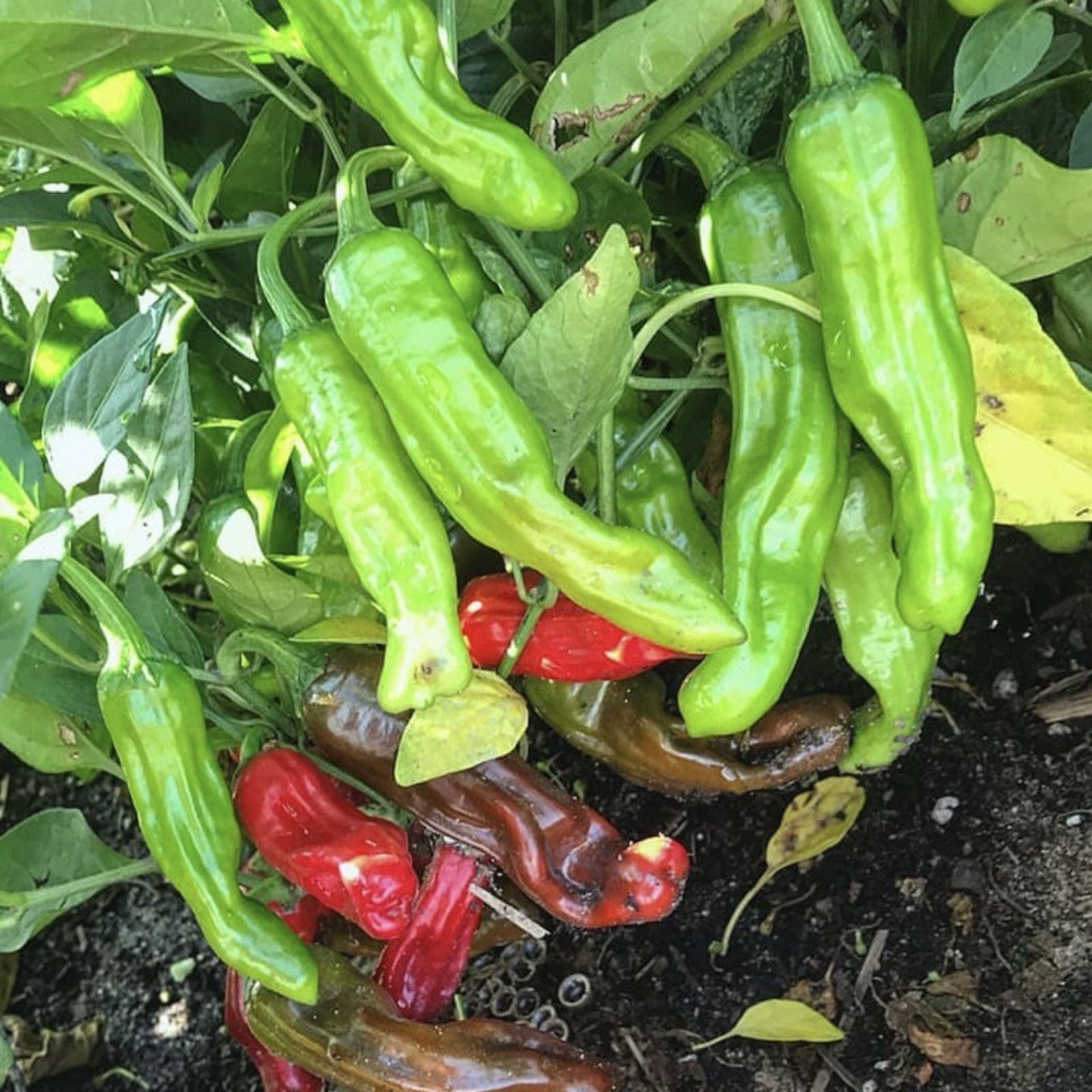japanese plant seeds Shishito Japanese Pepper Seeds by Pepper Joe's