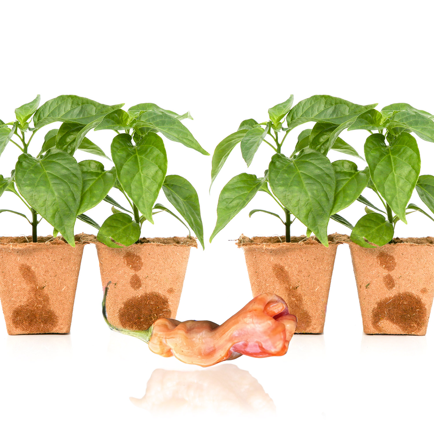 Sugar Rush Stripey Pepper Plants