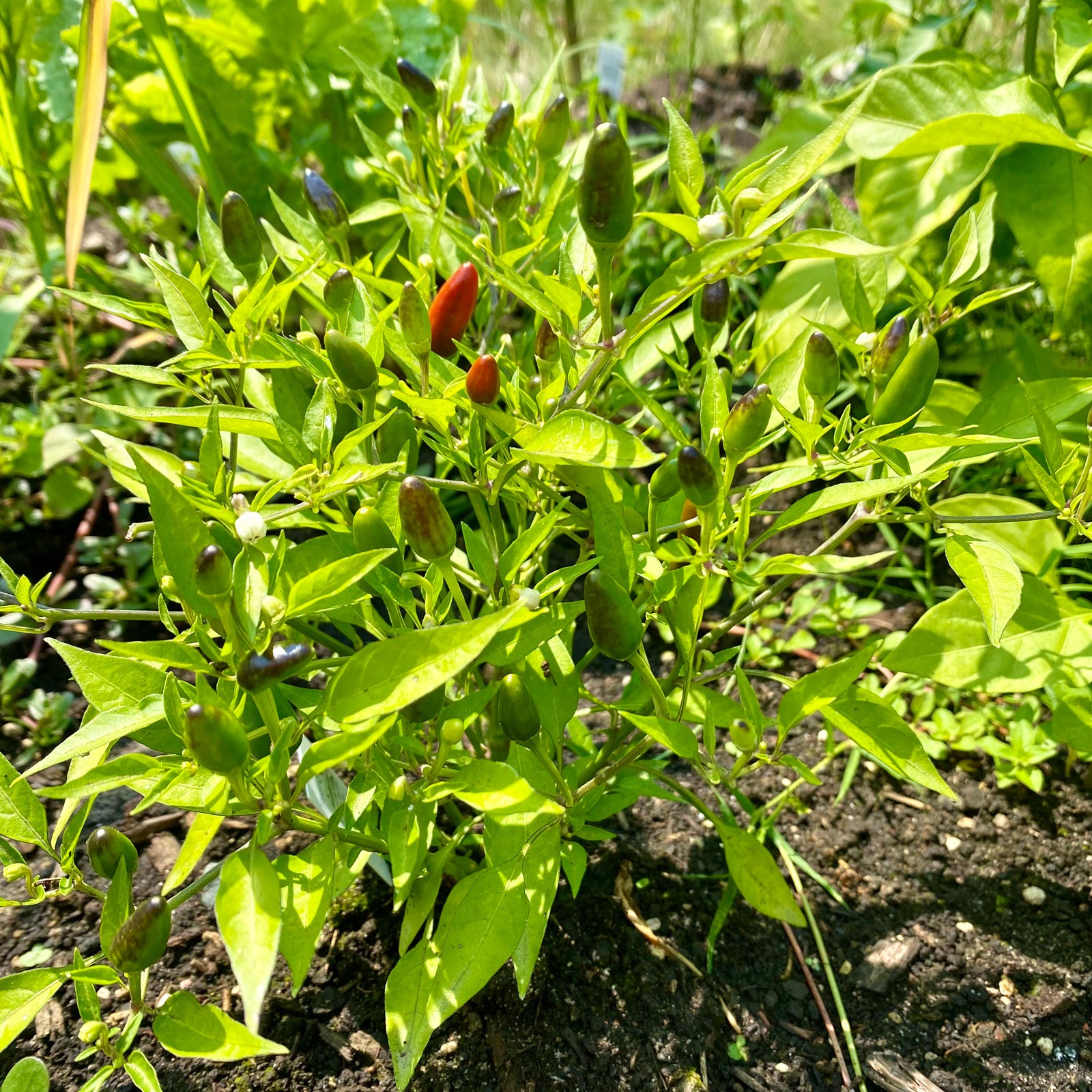 garden pepper seeds Thai Hot Pepper Seeds, 10+ Seeds