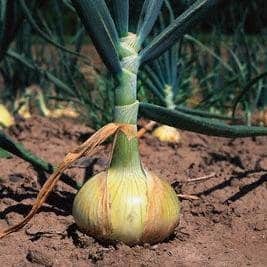 Semillas de cebolla dulce Walla Walla