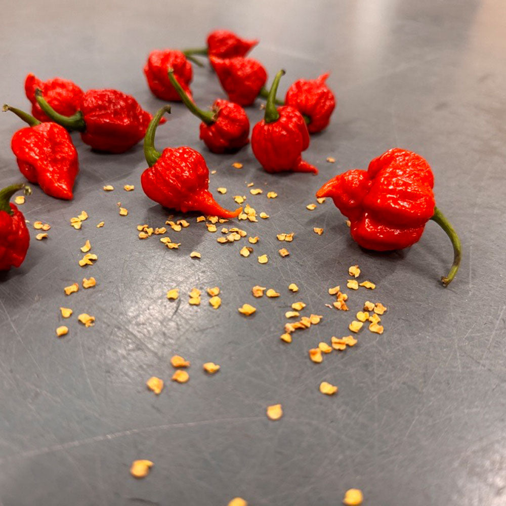 pepper plant seeds for sale Worlds Hottest Pepper Seed Collection