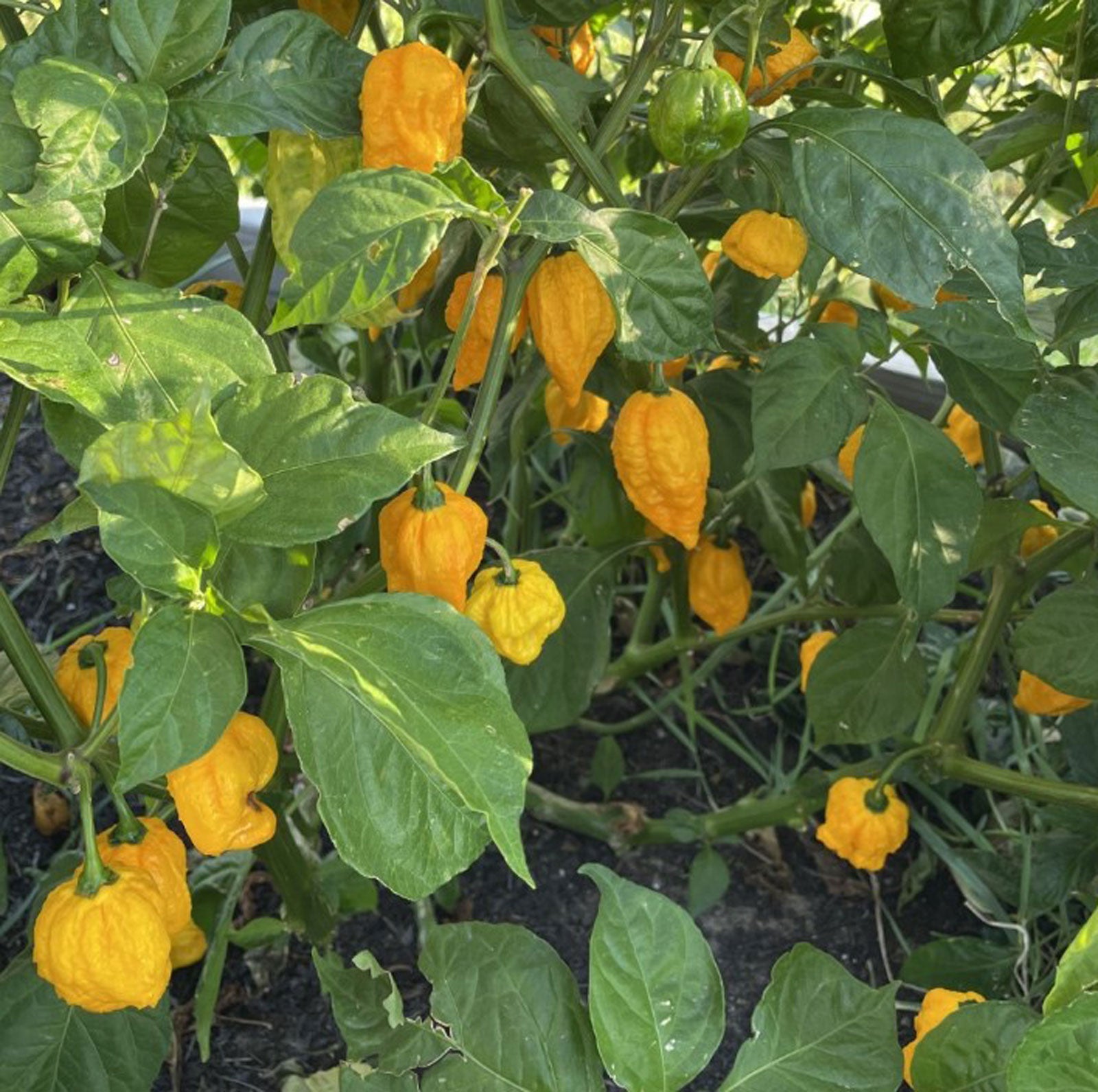 plant yellow pepper seeds Yellow Fever Pepper Seeds