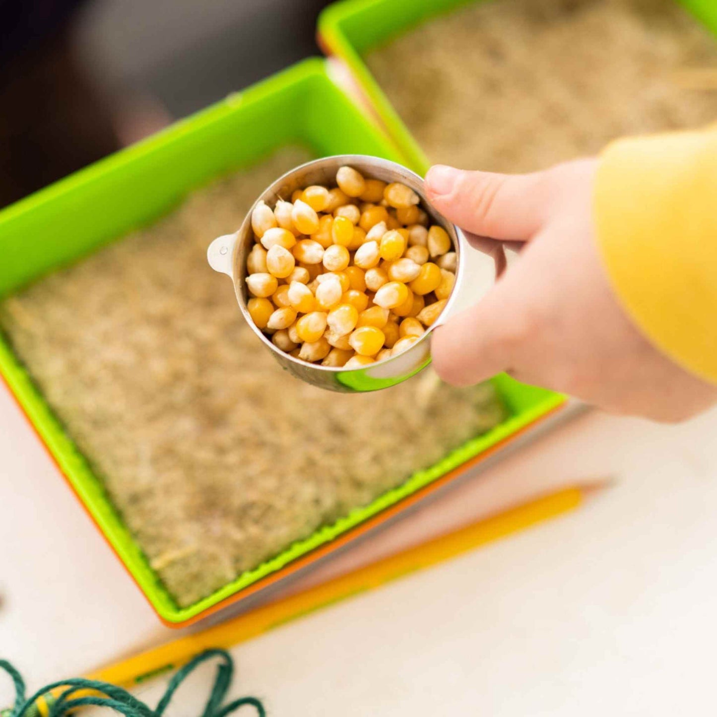 Person holding a measuring cup of corn seeds over hemp grow mats in green seed starting trays for planting