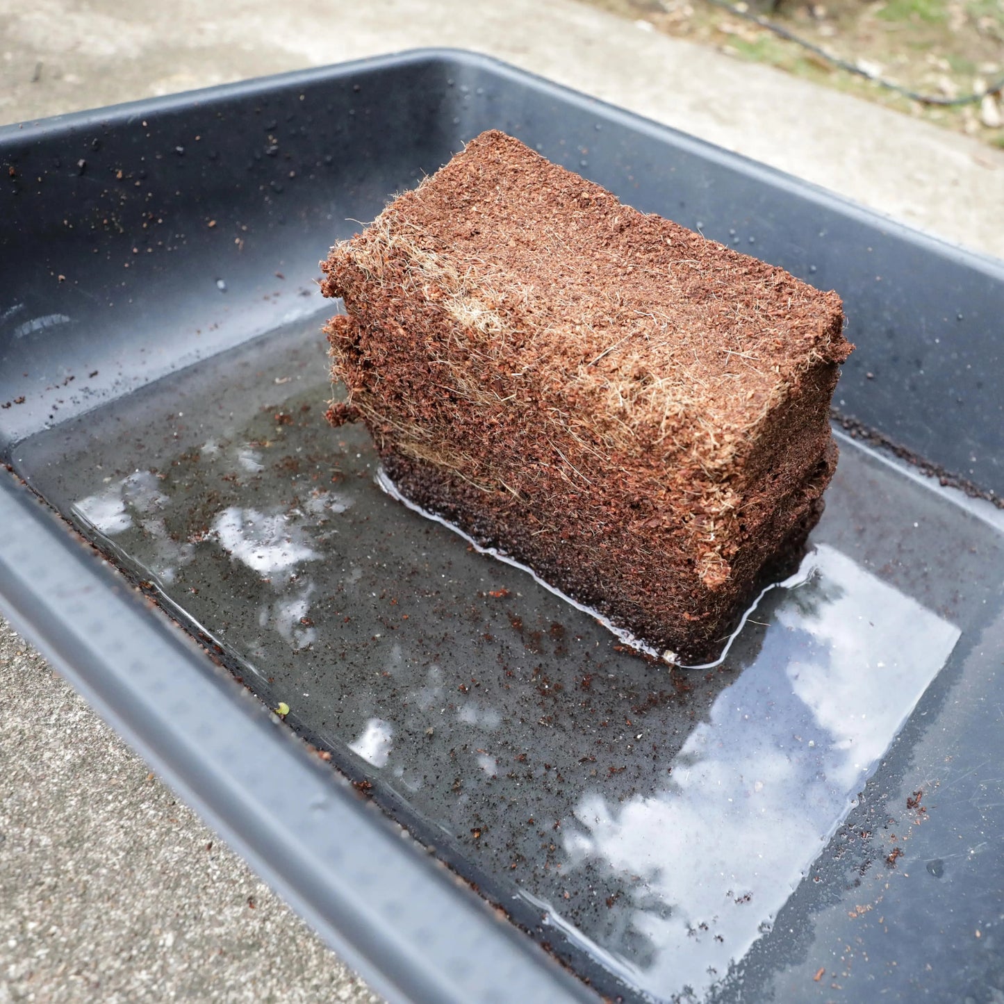 Coco coir brick soaking in water tray to expand before use as soil-less growing medium