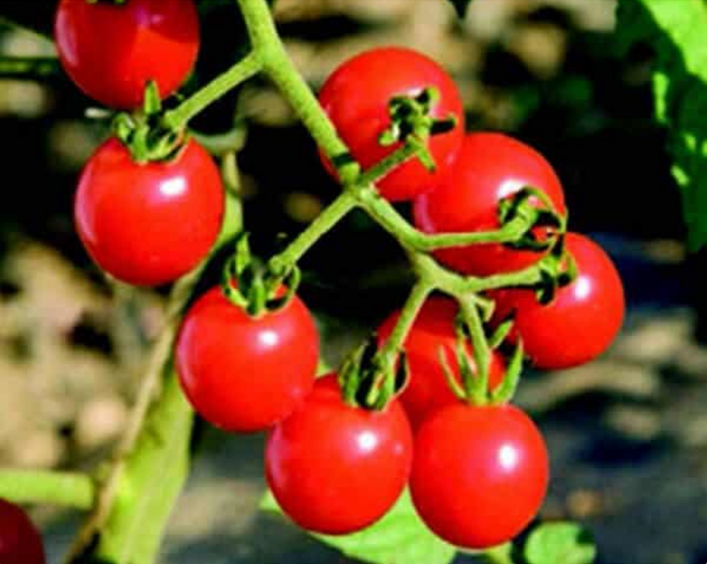 Jasper Hybrid Tomato Seeds