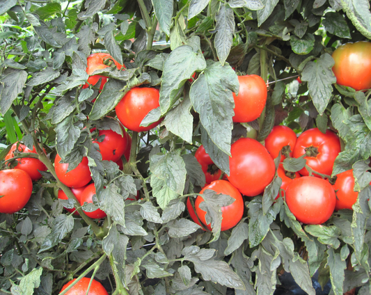 Semillas de tomate híbrido Mountain Merit