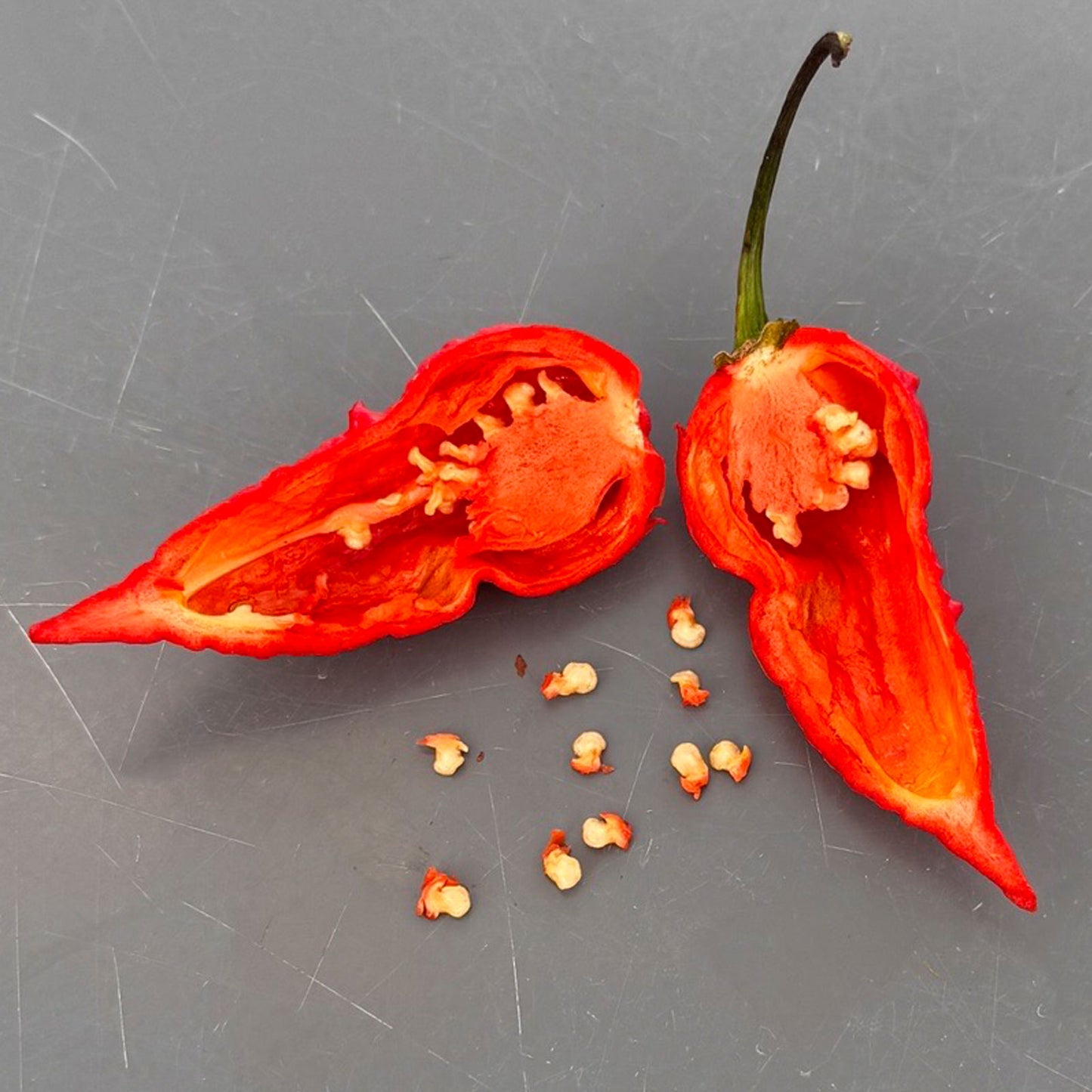 Apocalypse Scorpion Pepper Mature pepper shown to represent seeds for sale, cut open to display seeds inside on gray table