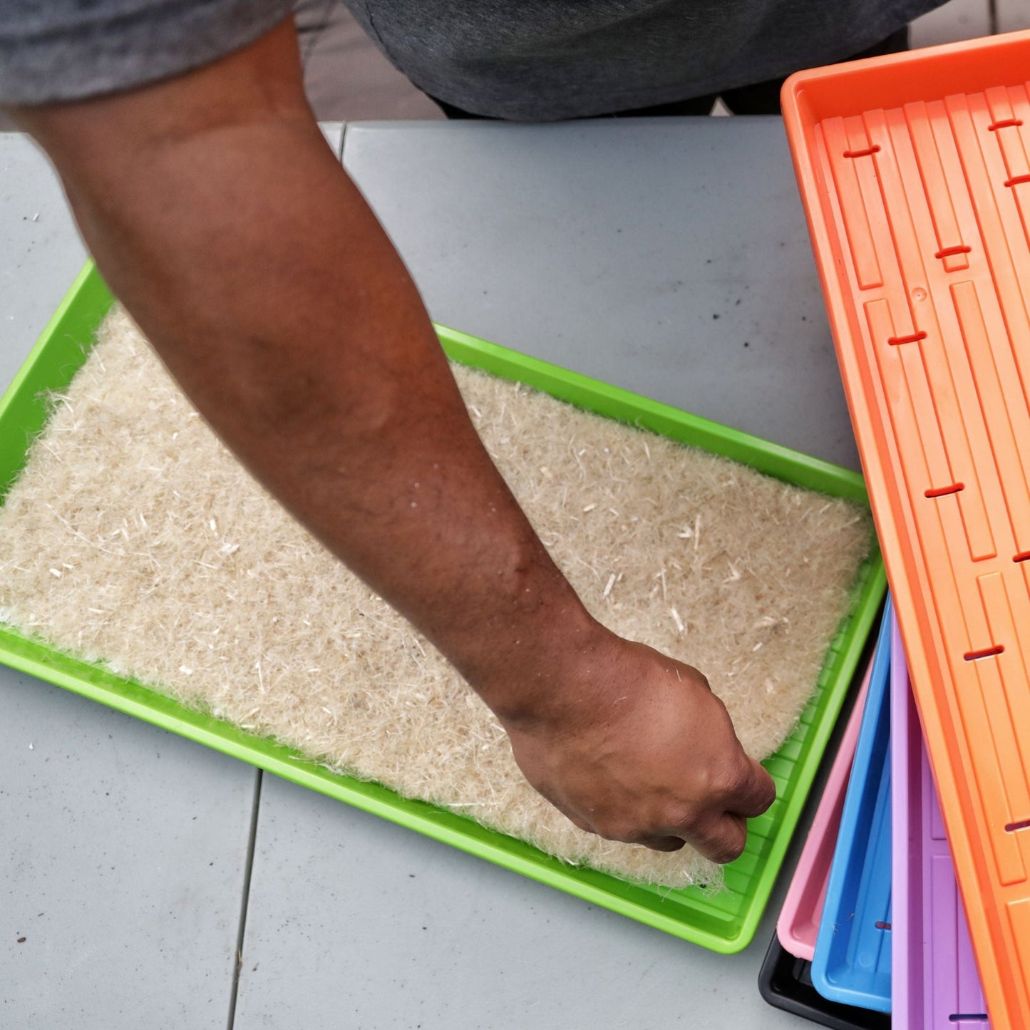 Person placing hemp grow mat into 1020 seed tray as soilless growing medium for microgreens and seed starting