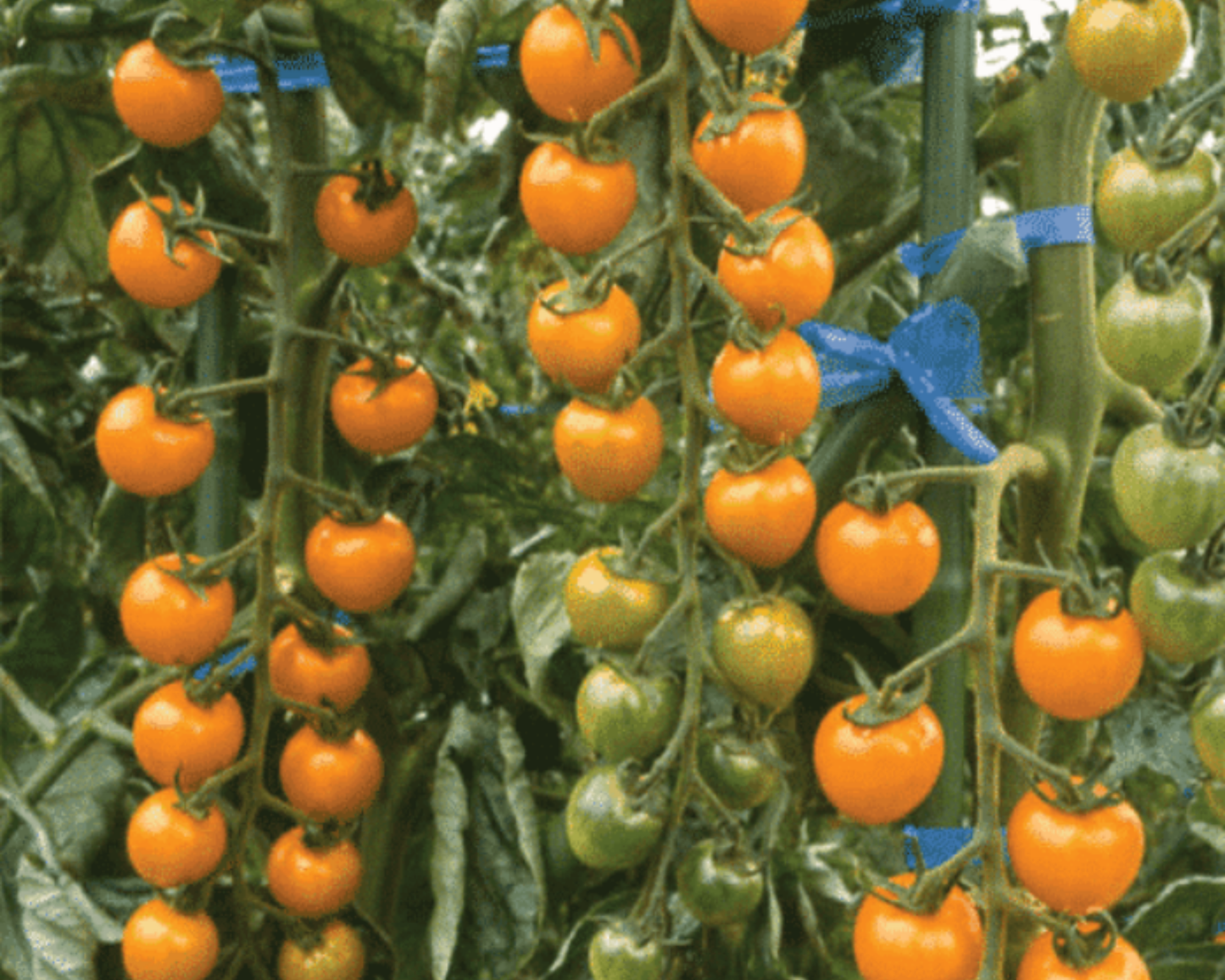 Sun Gold Hybrid Tomato Seeds