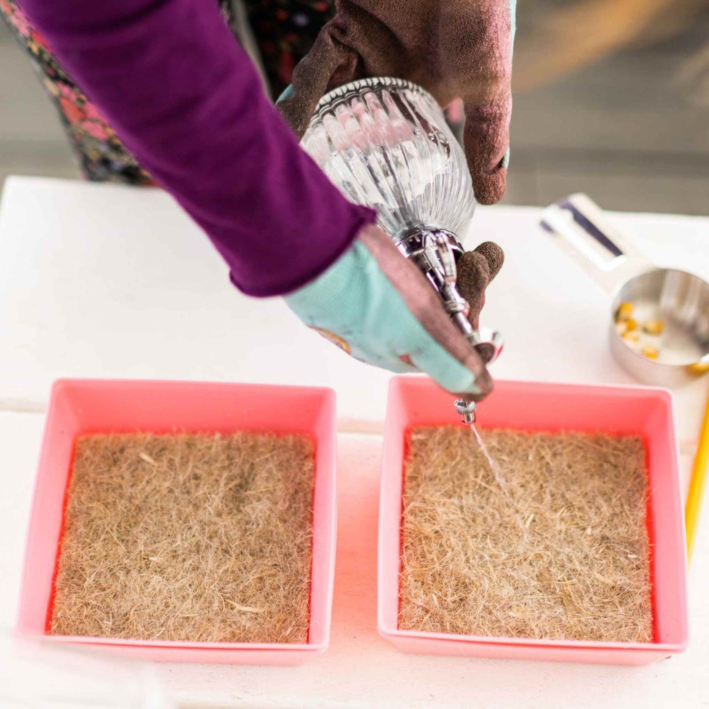 Person watering two hemp grow mats in pink seed starting trays using a handheld sprayer for indoor planting