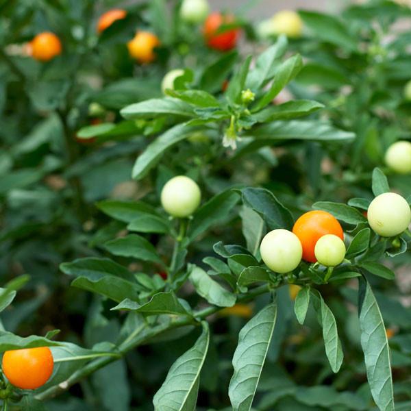 5 Color Marble Hot Pepper Seeds - Pepper Joe's