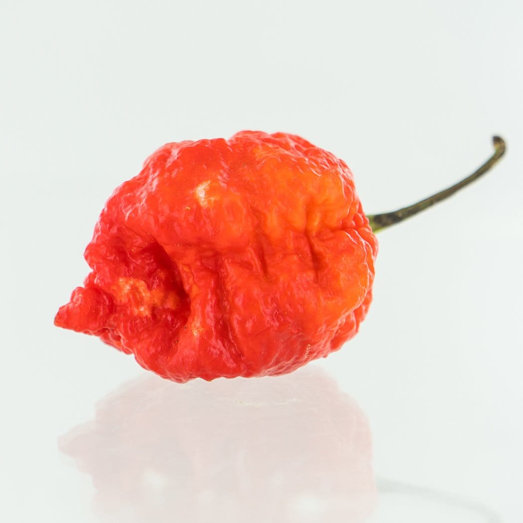 7 Pot Lava Red Pepper Seeds Superhot