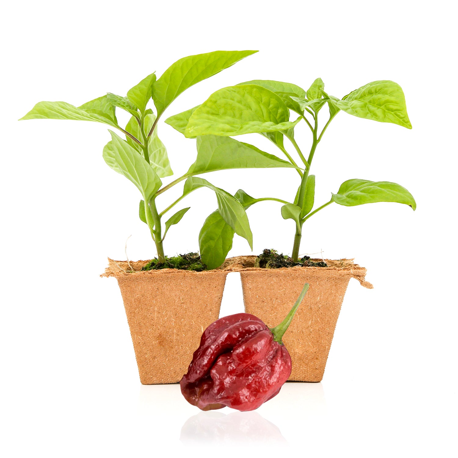 Chili Pepper Plant Pods  Click&Grow – Click & Grow