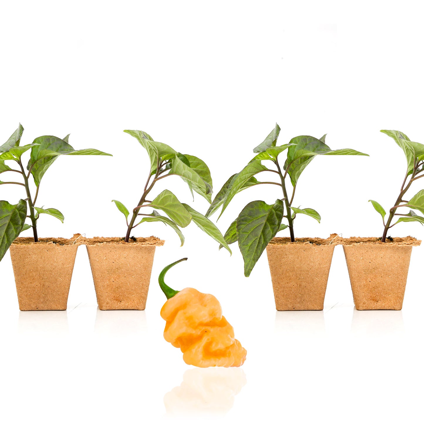 Pepper Joe's 7 Pot Bubblegum X Drax Diego Dream seedlings for sale