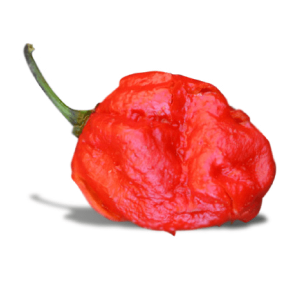 7 Pot Barrackpore Pepper red dimples and stem pod