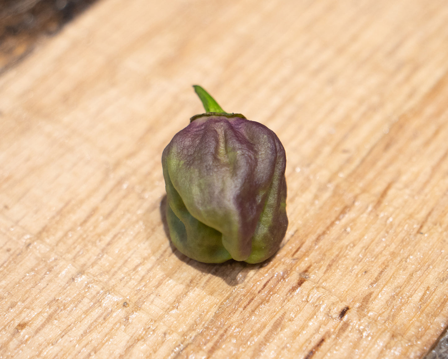 Pepper Joe's 7 Pot Merlot pepper seeds - brown green pepper on wooden table