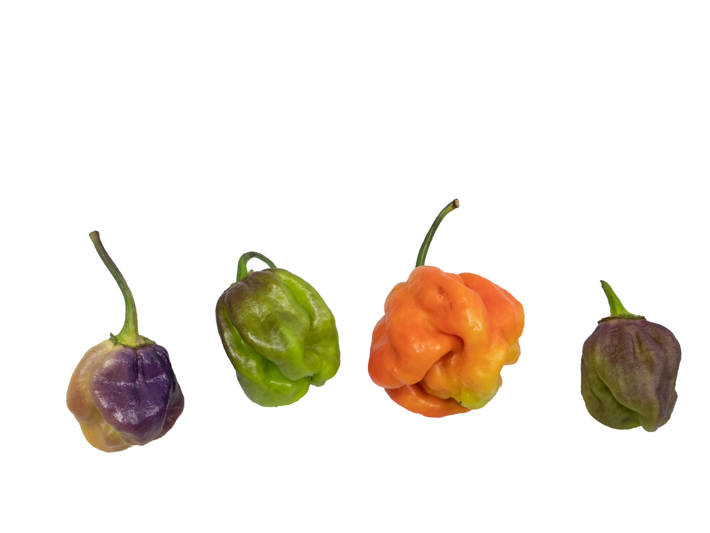 Pepper Joe's 7 Pot Merlot peppers - four 7 pot merlot peppers on white background