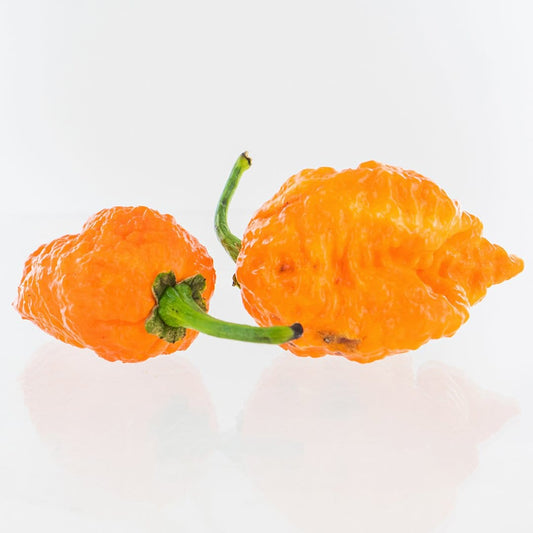 Apocalypse Scorpion X Jays Peach Ghost Pepper Seeds Superhot