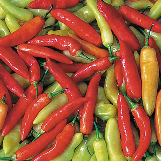 Pepper Joe's Aji Cristal Pepper Seeds