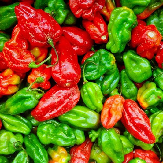 Aji Dulce Pepper Seeds Novelty