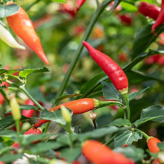 Aji Omnicolor Pepper Seeds Novelty