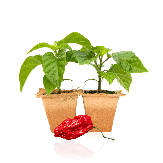 Pepper Joe's Apocalypse Scorpion pepper plants for sale