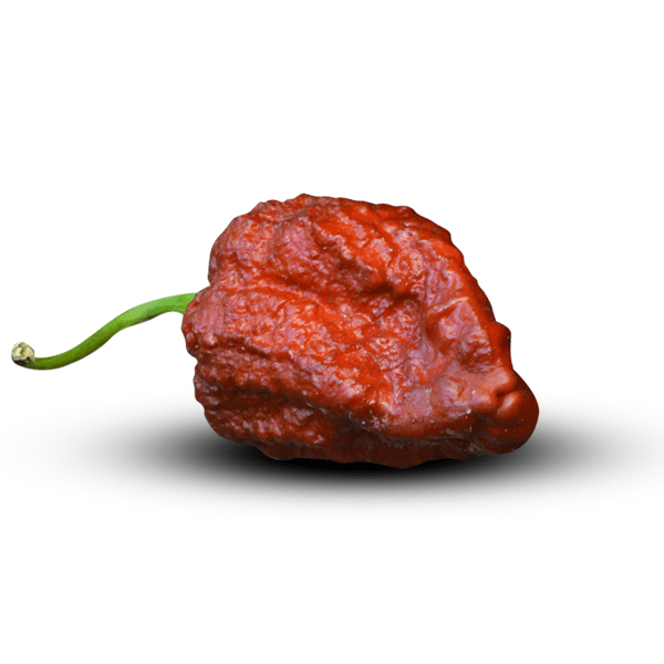 Single Apocalypse Scorpion Chocolate pepper with green stem