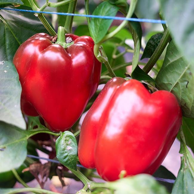 plant red pepper seeds Autumn Bell Sweet Pepper Seeds