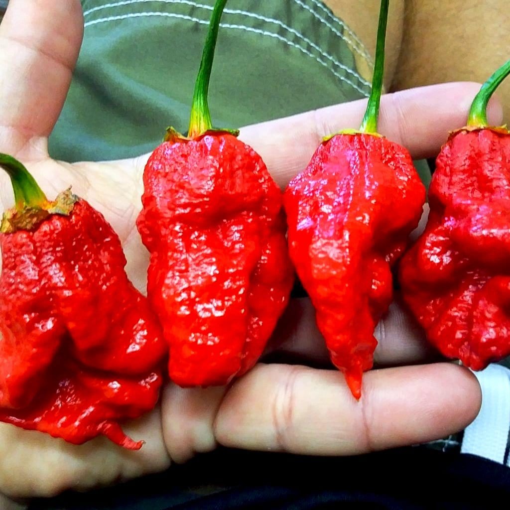 7 pot bubblegum plant Bhutlah Bubblegum 7 Pot Red Seeds by Pepper Joe's