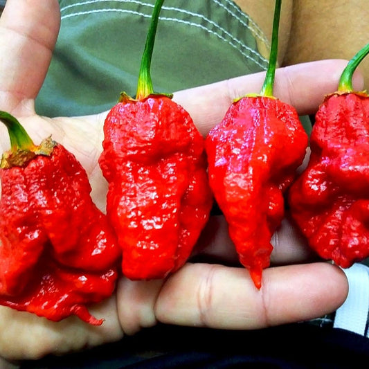 Bhutlah Bubblegum 7 Pot Red Seeds | Pepper Joe's