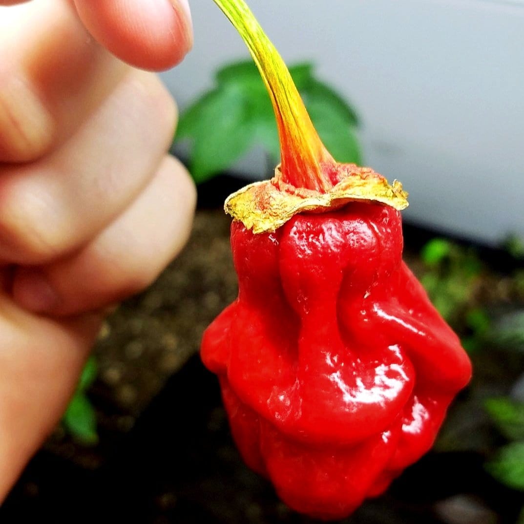 Bhutlah Bubblegum 7 Pot Red Pepper Seeds - Pepper Joe's