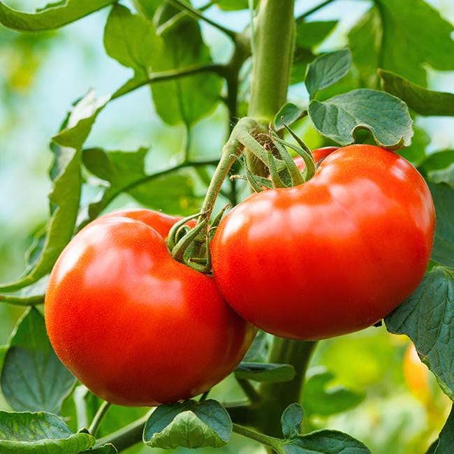 Big Delicious Tomato Aka Red Seeds