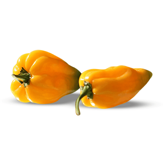 habanero big sun that has a fiery garlic taste