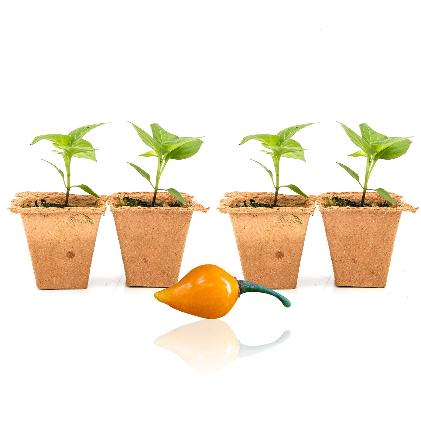 Pepper Joe's Biquinho Yellow seedlings for sale