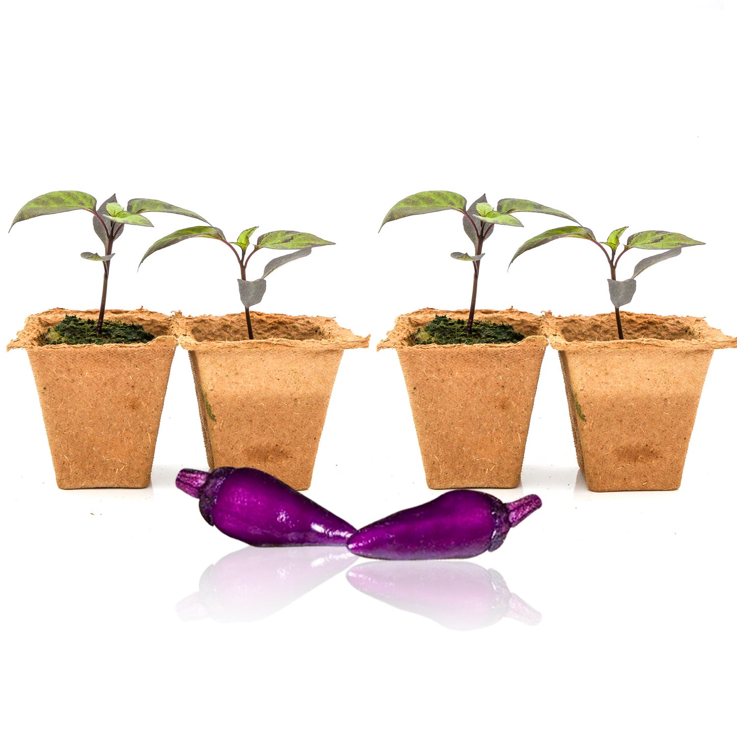 Pepper Joe's Black Prince seedlings for sale