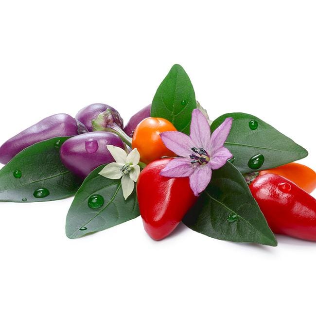 Bolivian Rainbow Pepper Seeds Novelty