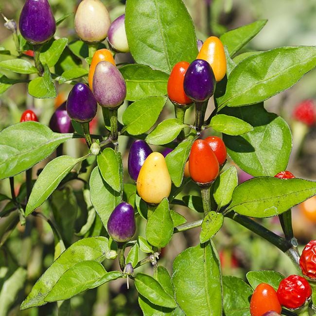 Bolivian Rainbow Pepper Seeds Novelty