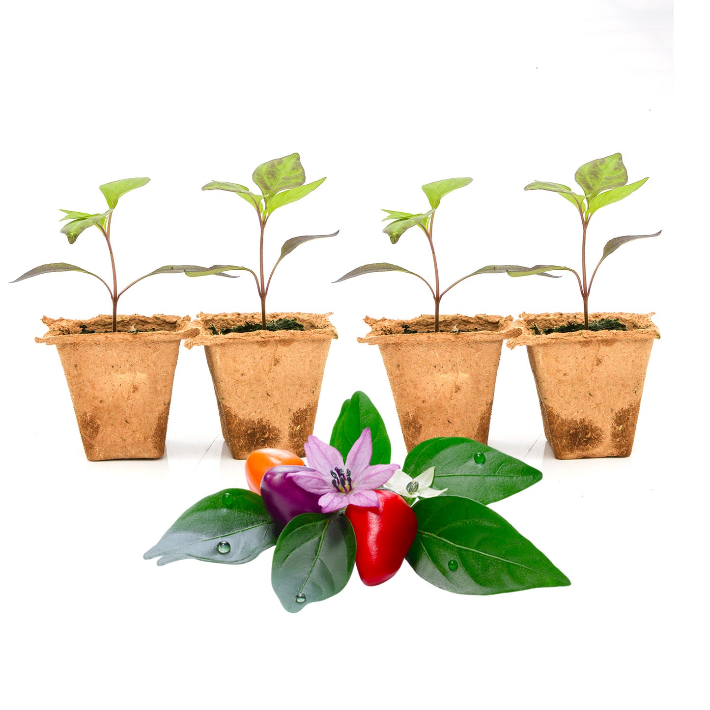 Pepper Joe's Bolivian Rainbow seedlings for sale