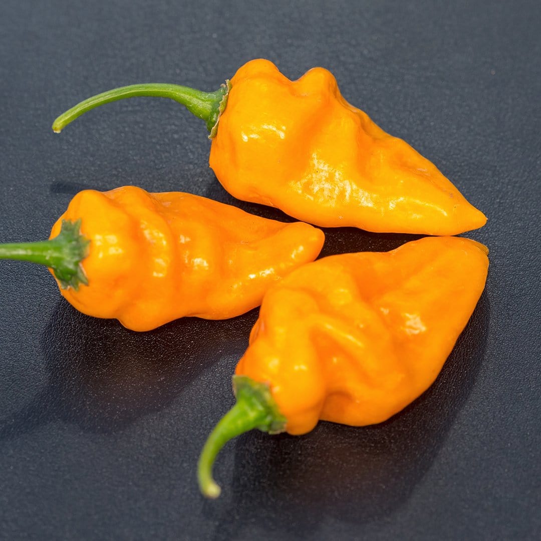 Bonda Ma Jacques Pepper Seeds Superhot