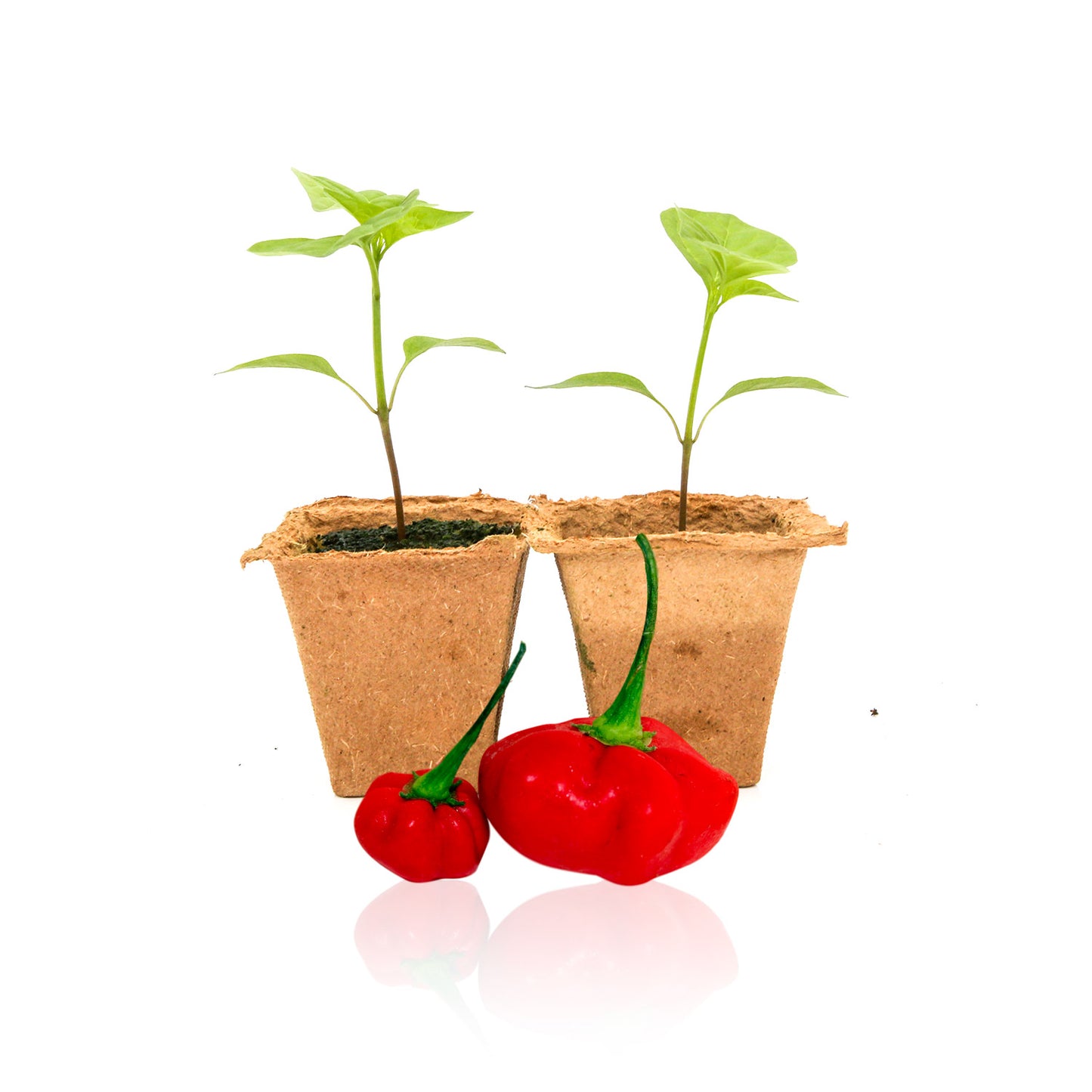 Pepper Joe's Brazilian Starfish seedlings for sale