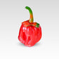 Pepper Joe's 7 pot bubblegum pepper - red 7 Pot Bubblegum on white background