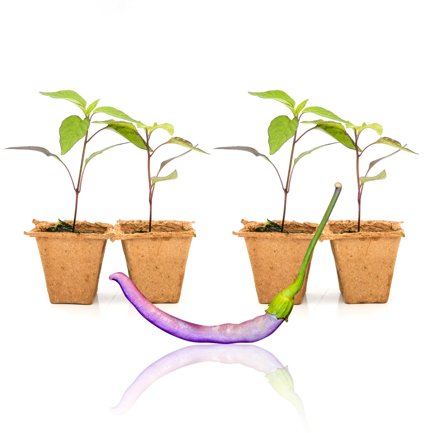 Pepper Joe's Buena Mulata seedlings for sale