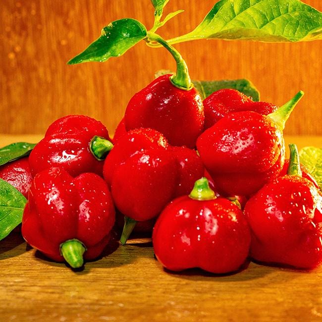 Pepper Joe's trinidad scorpion butch t pepper - pile of red Trinidad Scorpion Butch T peppers