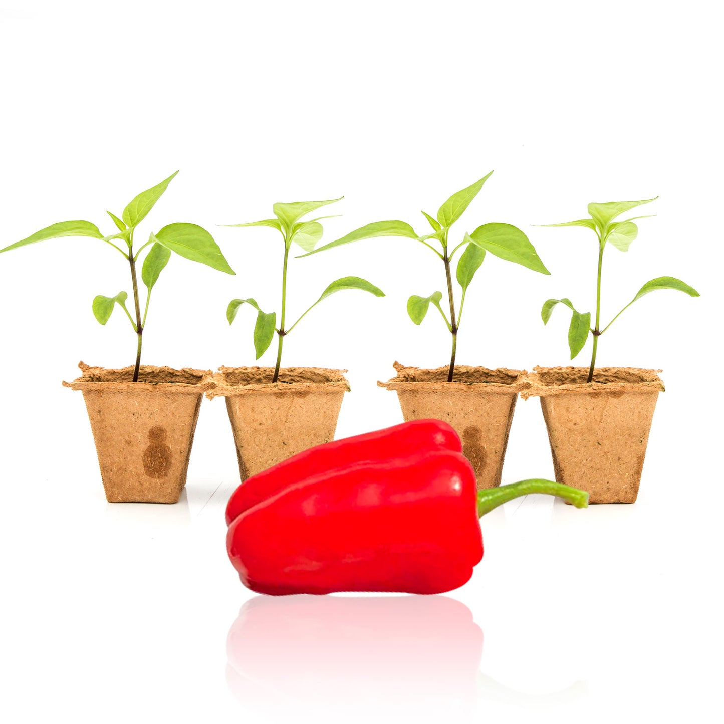 Pepper Joe's Cajun Belle seedlings for sale