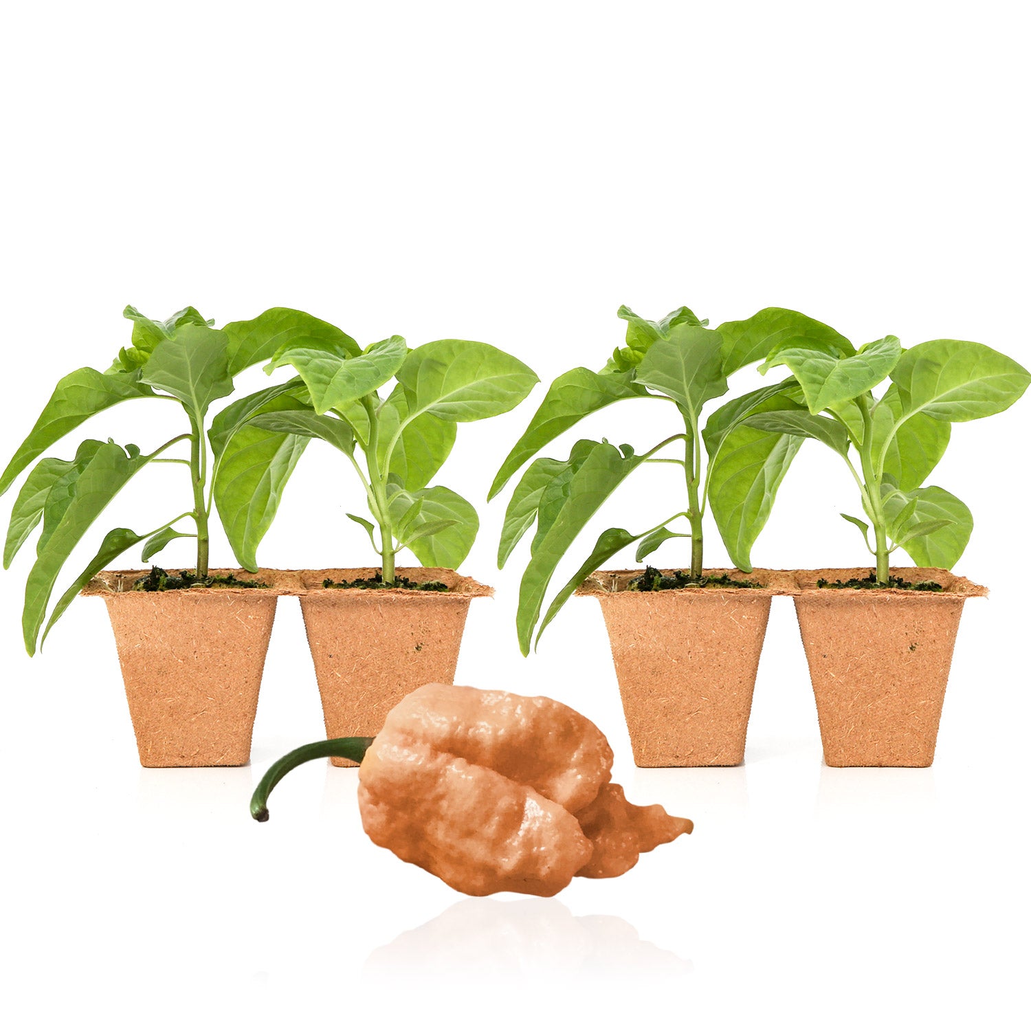 Pepper Joe's Peach Reaper plants for sale