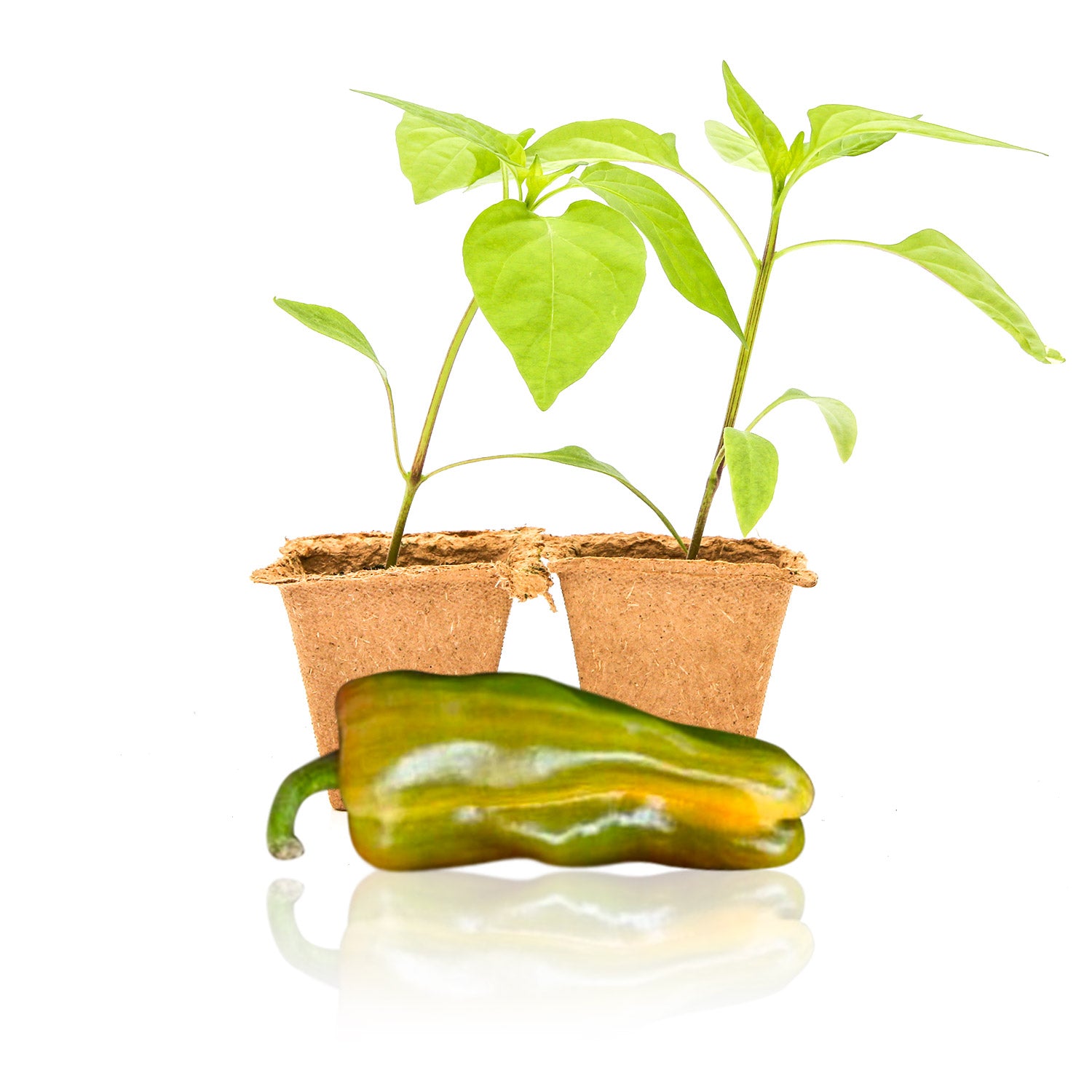 Candy cane pepper plant