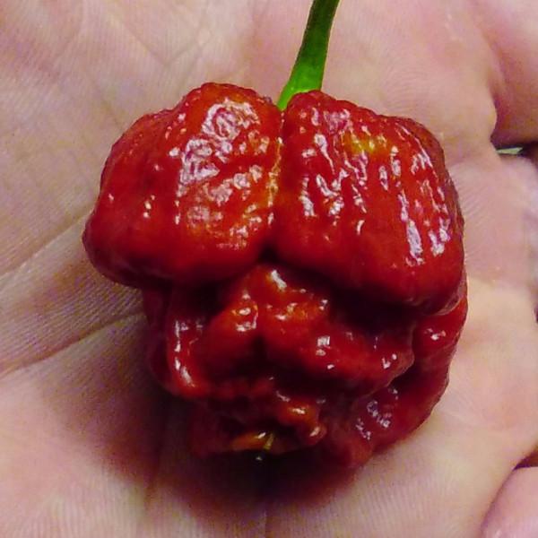 Caramel Trinidad Scorpion Moruga Hot Pepper Seeds - Pepper Joe's