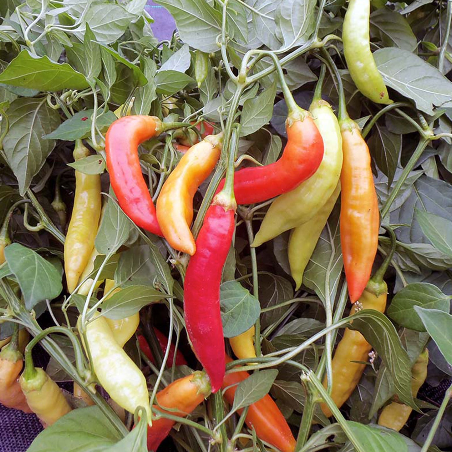 Pepper Joe's Challeano Pepper Seeds