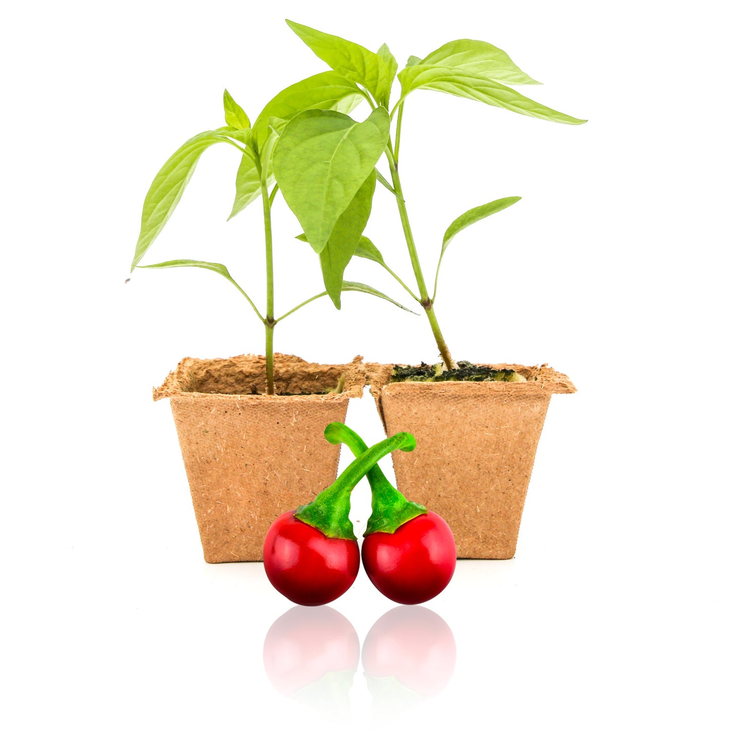 Pepper Joe's Cherry Hot pepper plants for sale