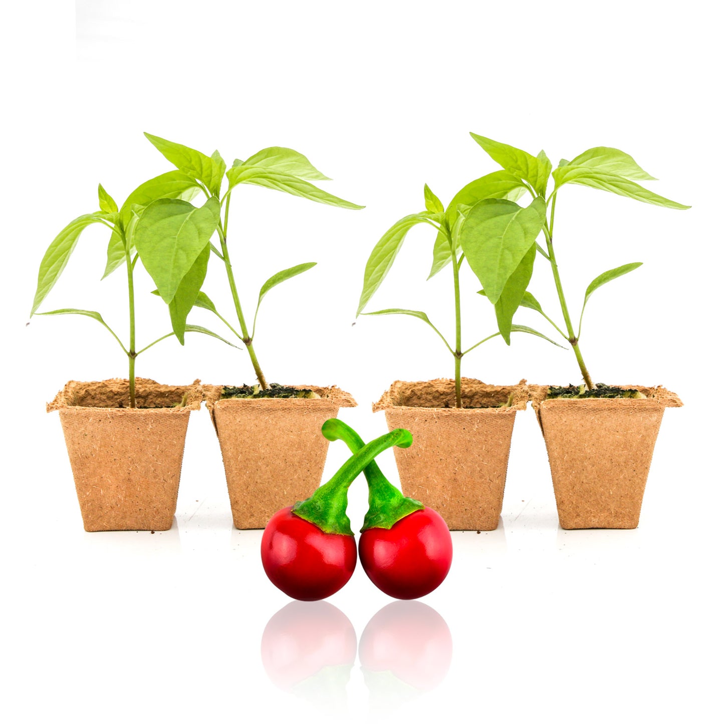 Pepper Joe's Cherry Hot seedlings for sale